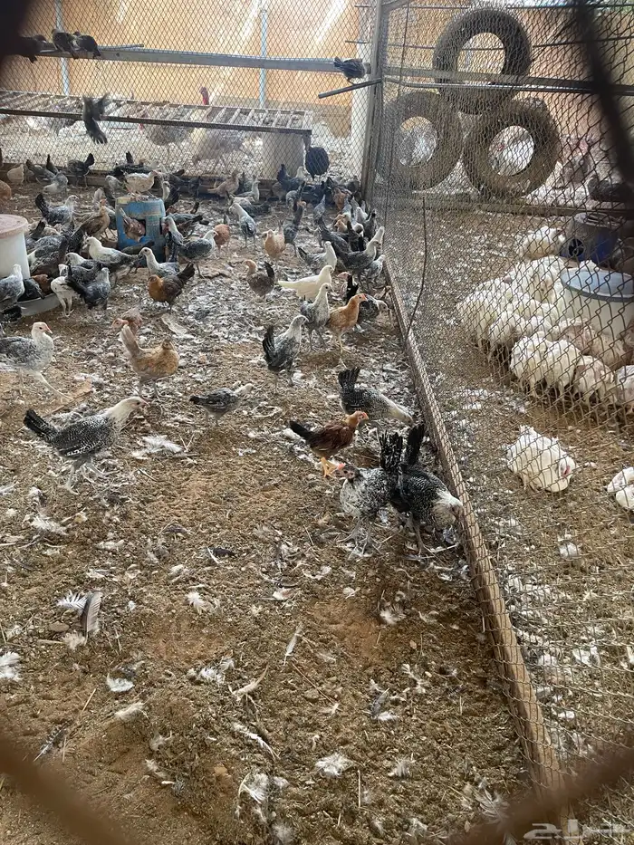 دجاج فيومي عمر 4 شهور 2