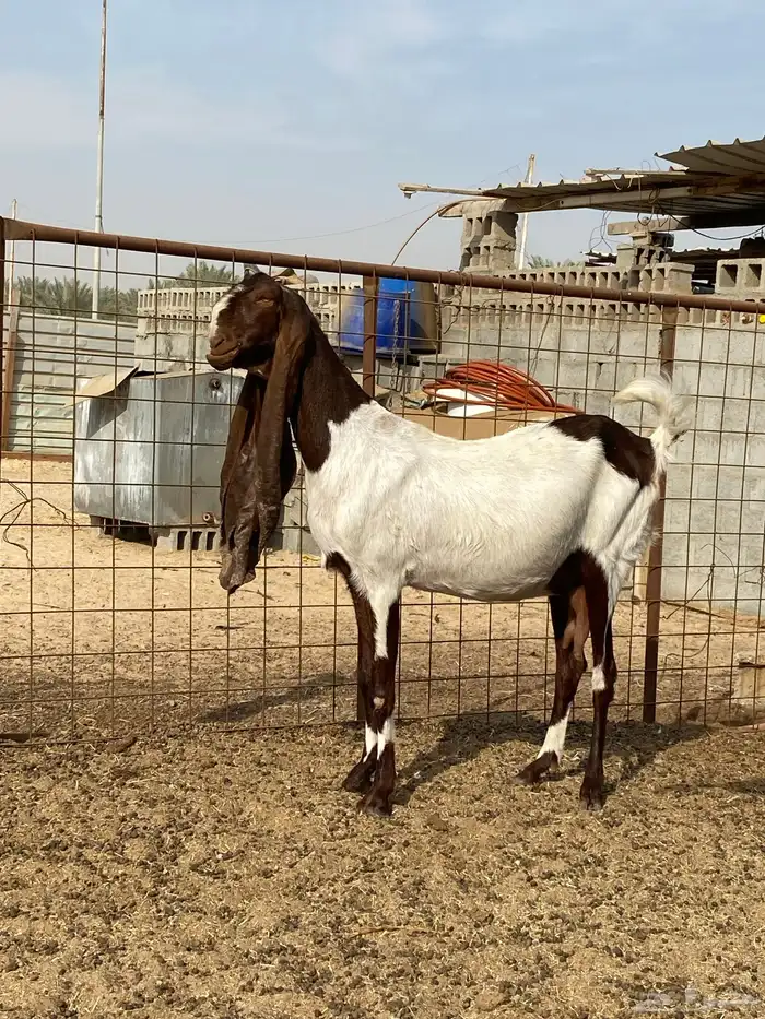 عنز الهولندية قريب ولادة على السوم 0