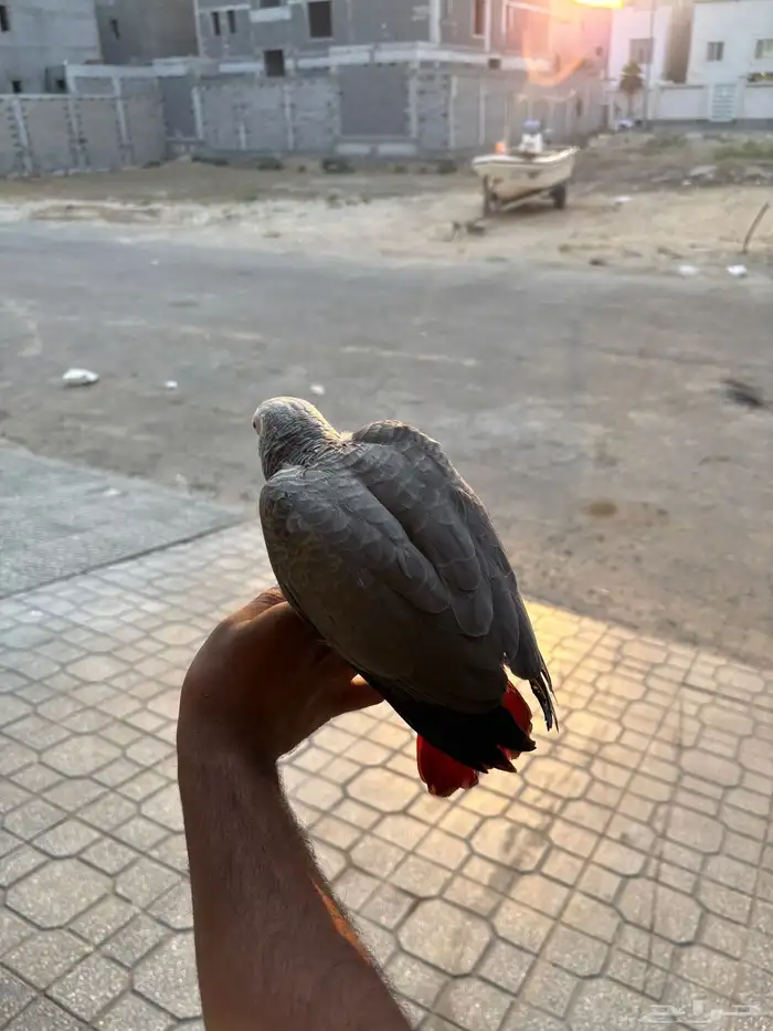 للبيع فرخ كاسكو انتاج محلي 5