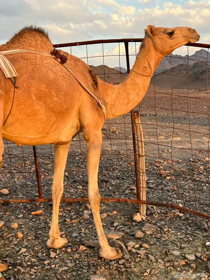 خلفه بكره بكر ناقه حليب ب 11500 تم البيع 4