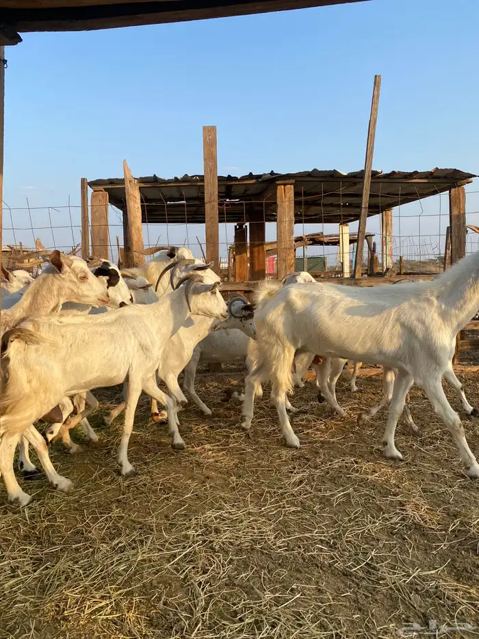 للبيع معزا بيشيات بالفحل دفيع ومضاريع 21