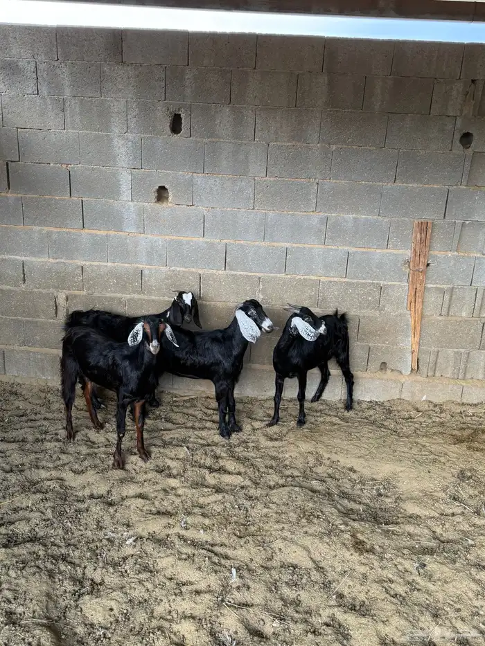 جفار من حلالي نظيفه 3