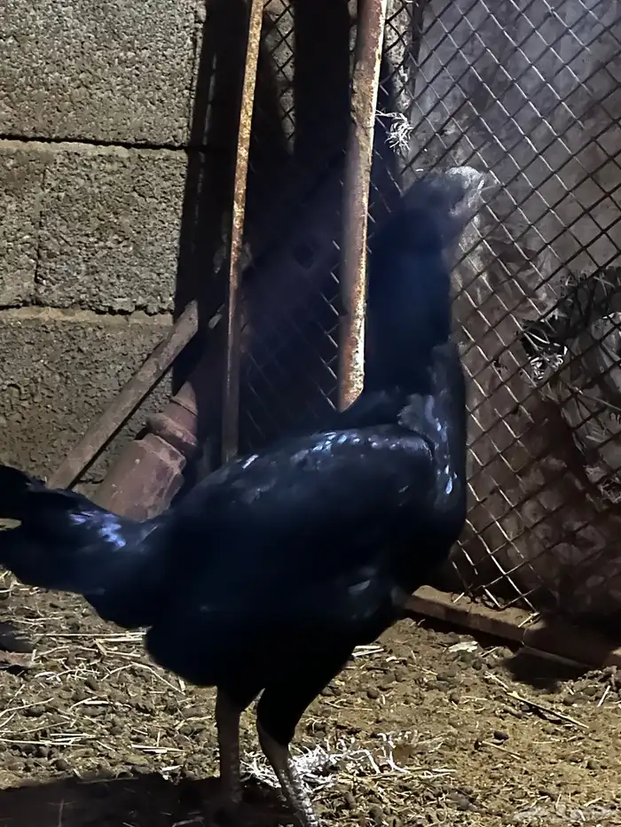 دجاج شامو مهجن هندي 1