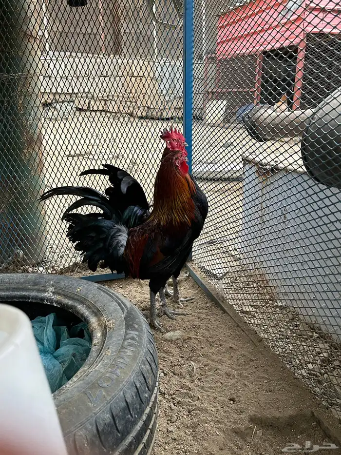 ديوك ترثه(تم البيع ) 3