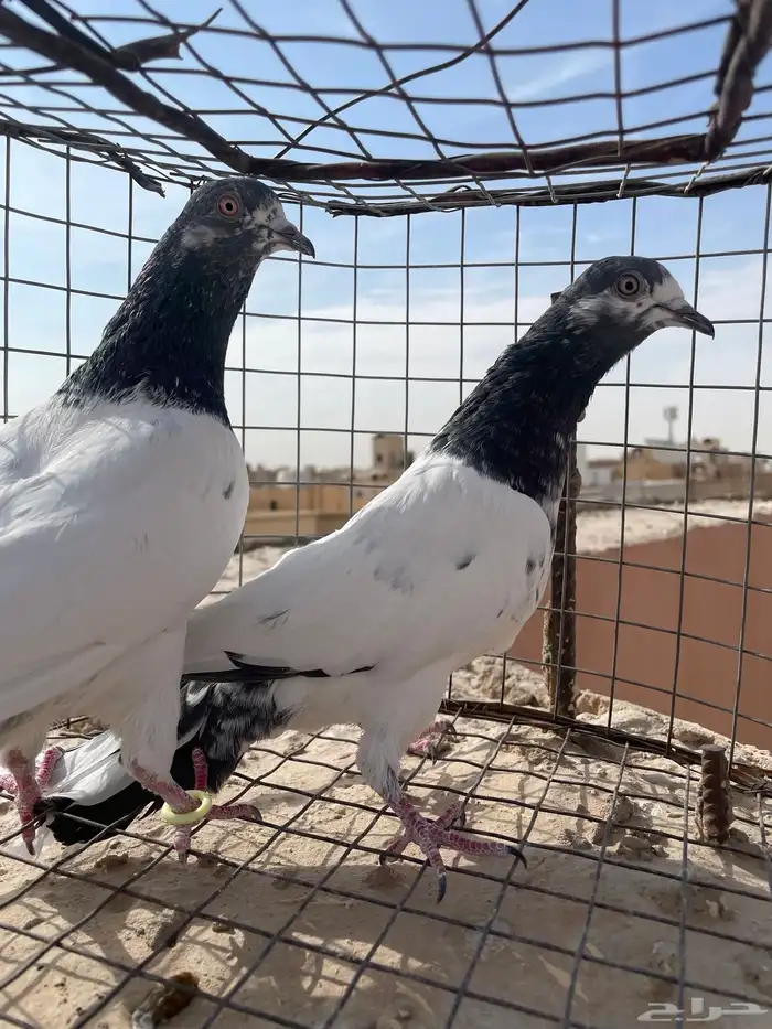 حمام باكستاني 1