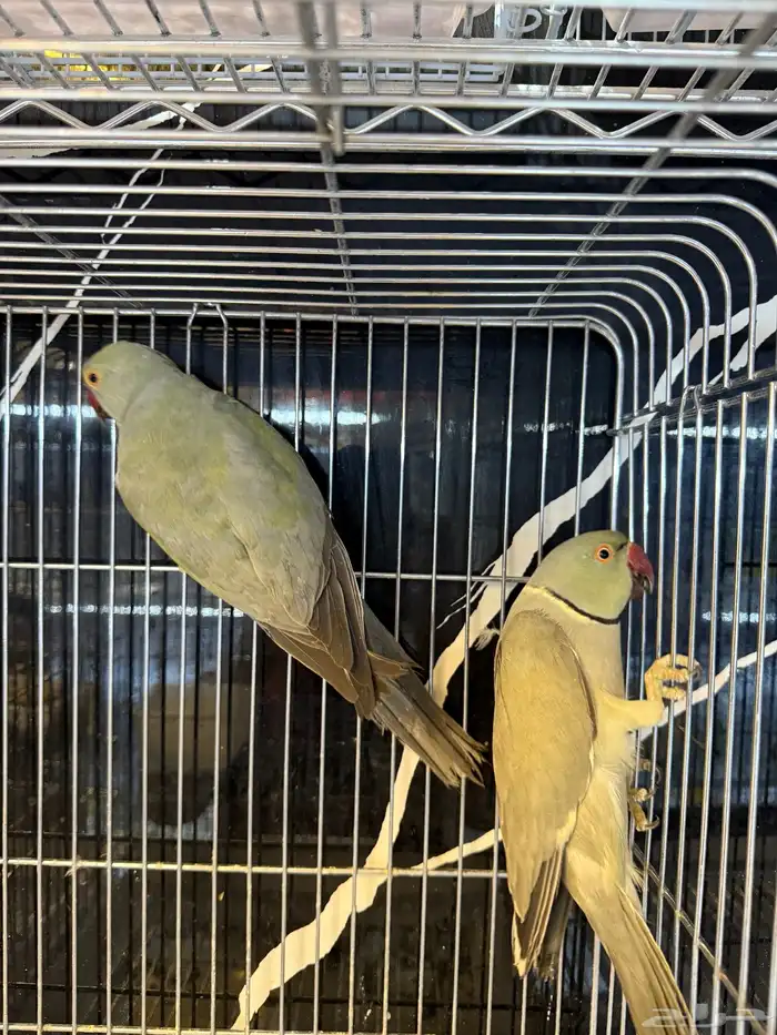 مجموعة ازوج درة هولندي 3