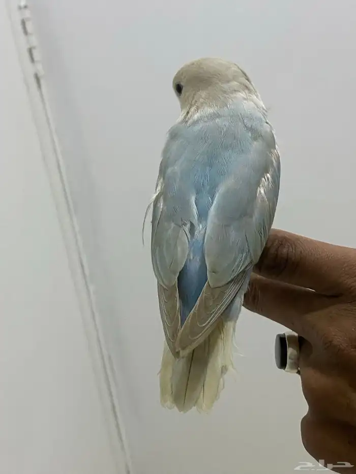 للبيع روز اليف مايعرف العض 3