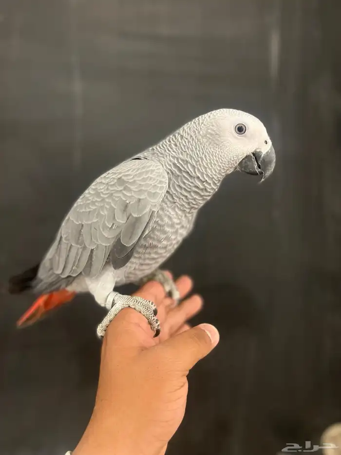 فرخ كاسكو حمامه وثلجي 0