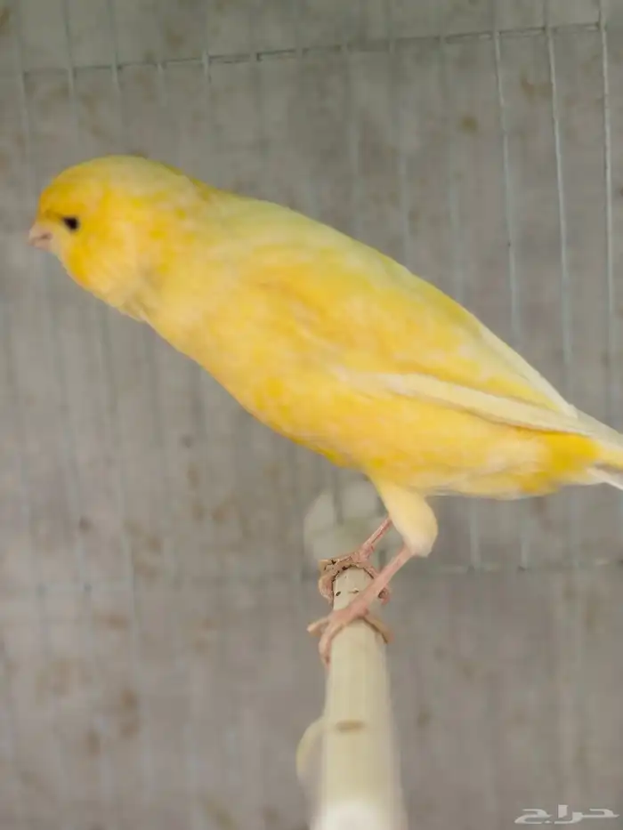 كناري يورك شاير 2