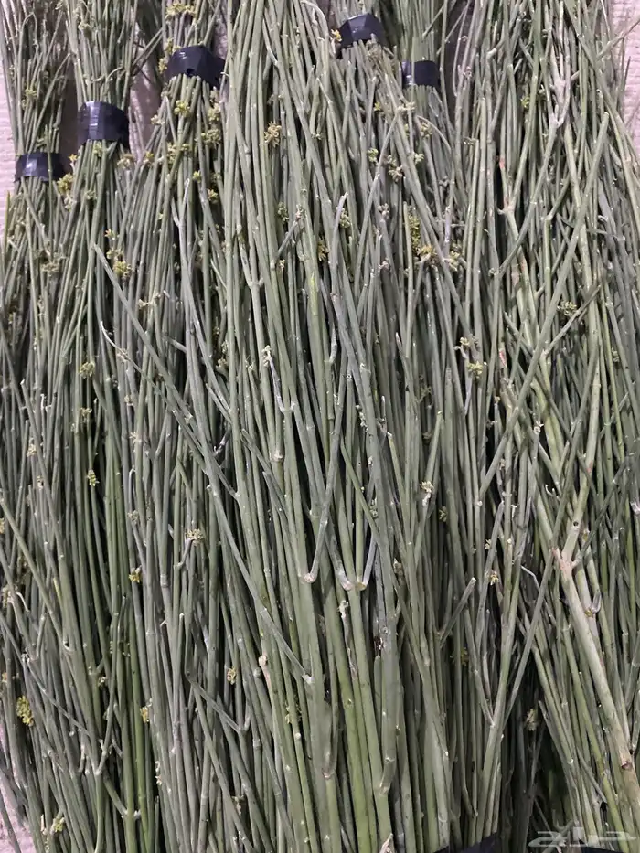 مرخ طازج شدتين 25 ريال 3