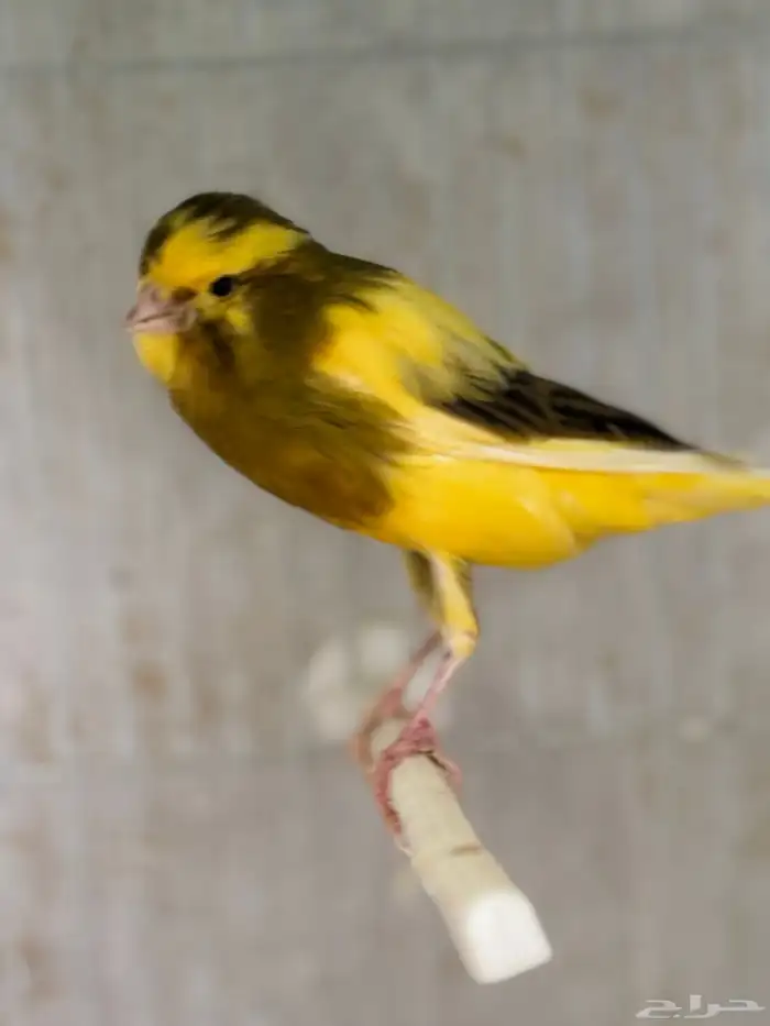 كناري يورك شاير 0