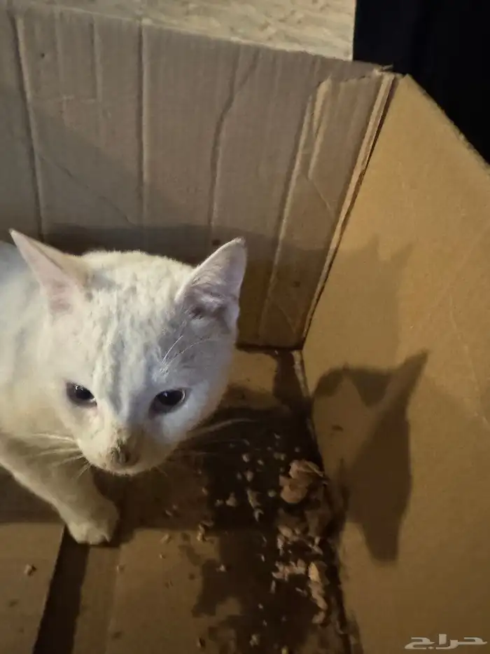 قط للتبني ذكر اليف 2