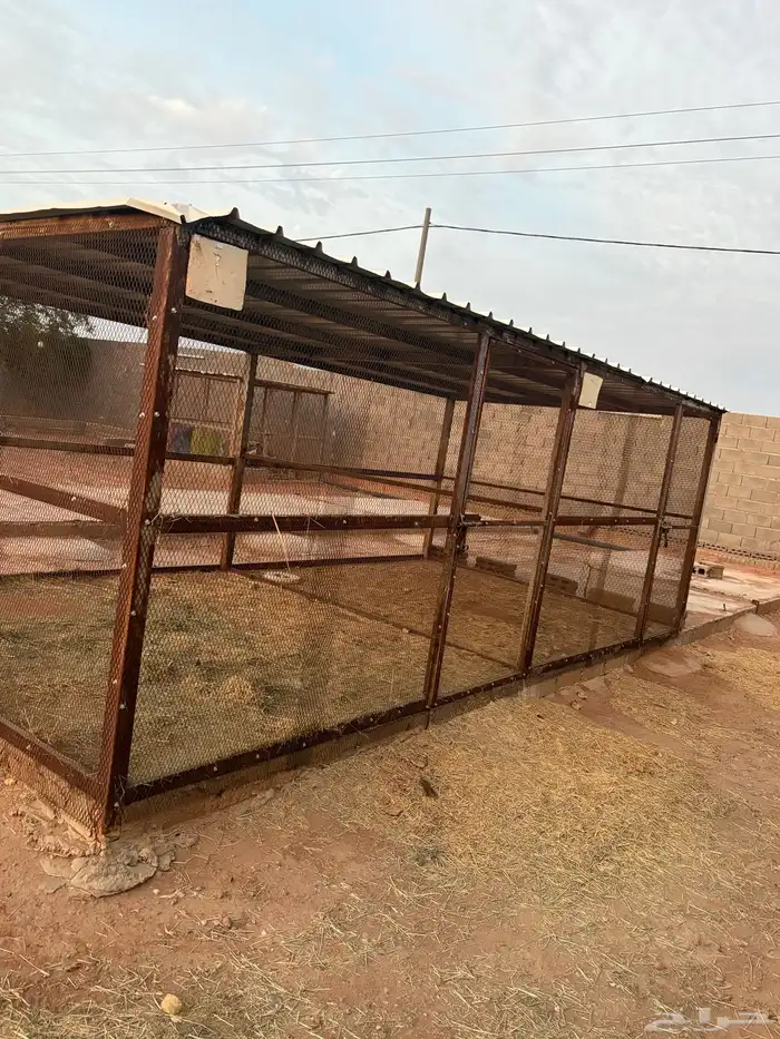 عشة حمام 6 3 2