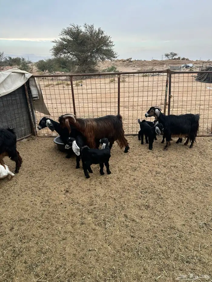 معزى خلفات متاومات 0