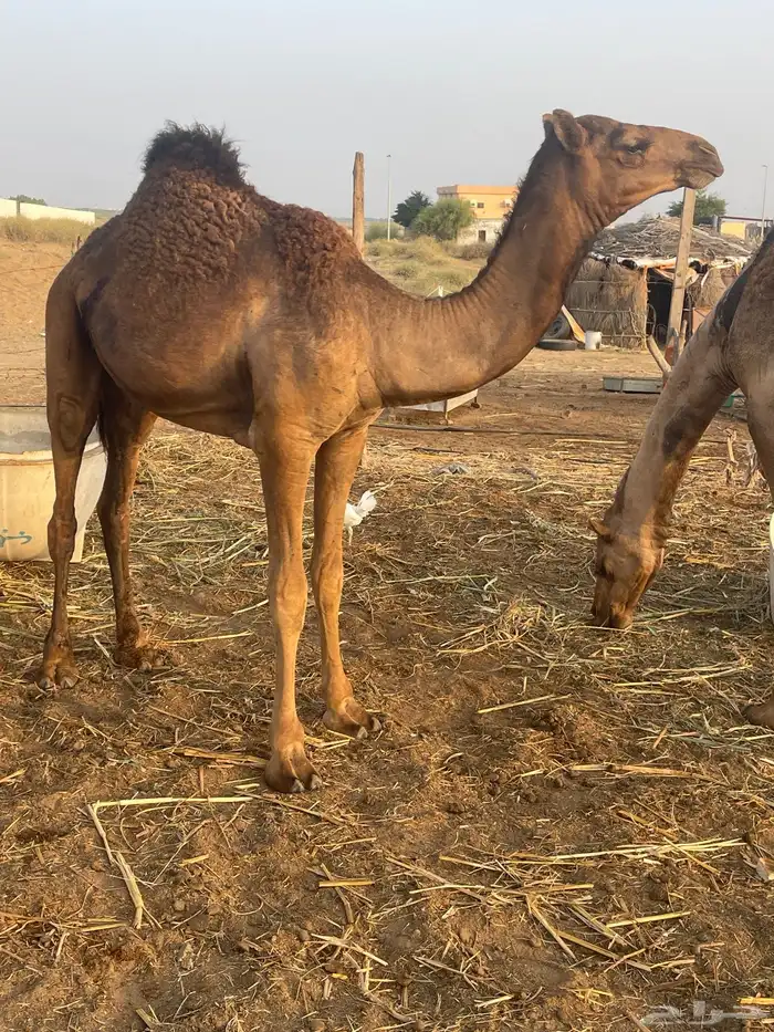 قعود للبيع 0