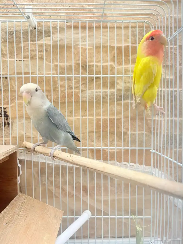 البيع جوز روز 3