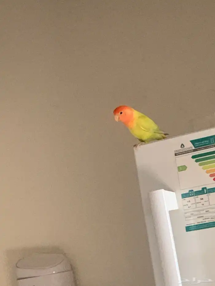 انثي روز منتجه ومتكلمه 1