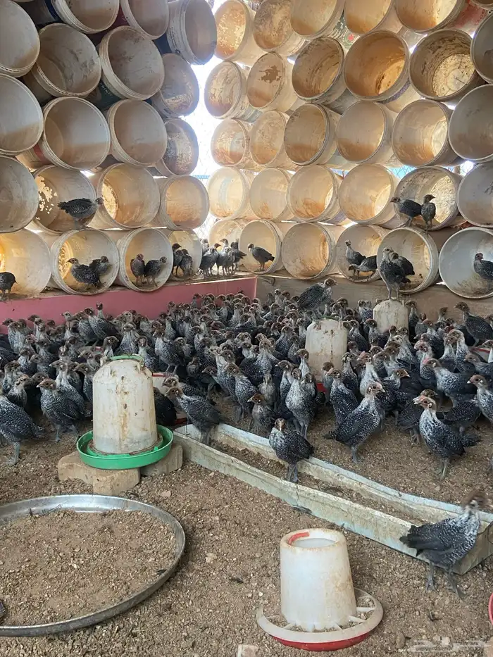 صوص فيومي بالحناكيه 0