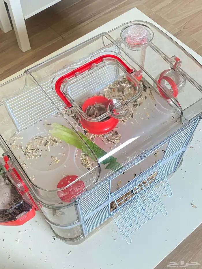 هامستر ذكر وانثى للبيع 2