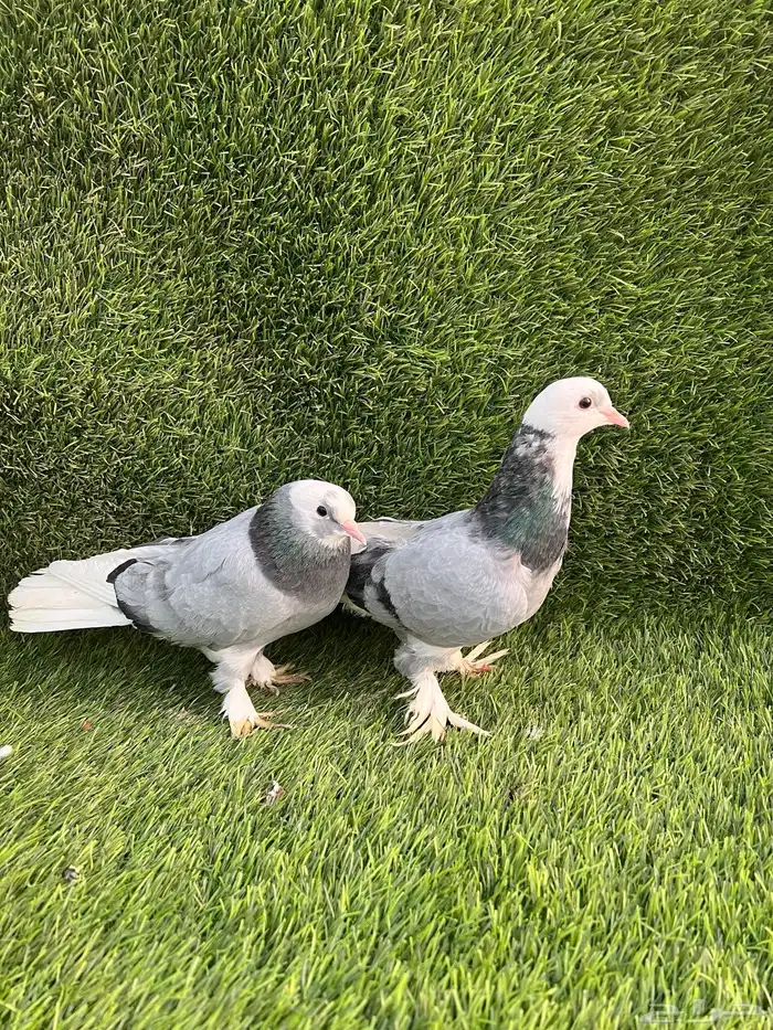 حمام تركي جوز 5