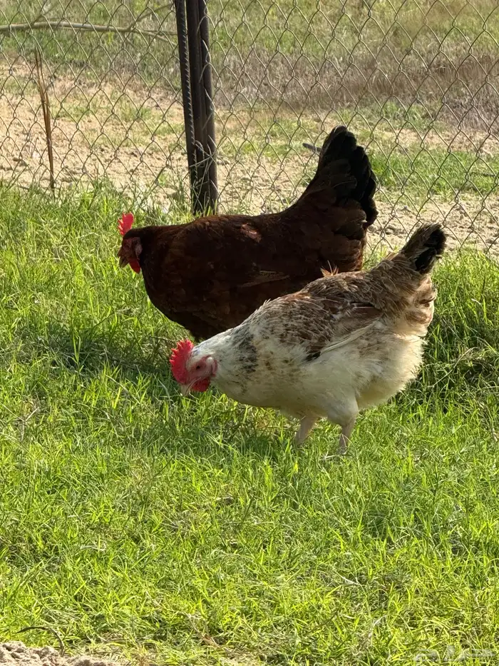 أطباق بيض تفقيس (تركي-كلومبي-فرنسي) 10