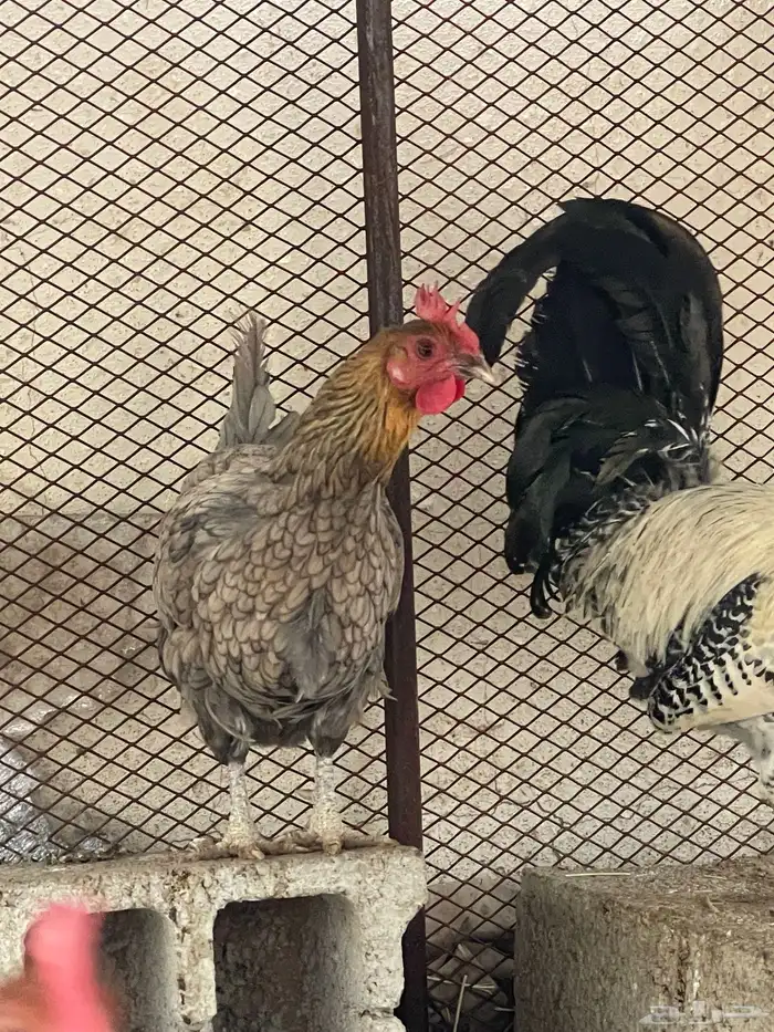 دجاج للبيع 3