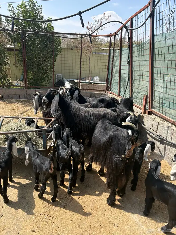 معزا عوارض صنف متاويم 9