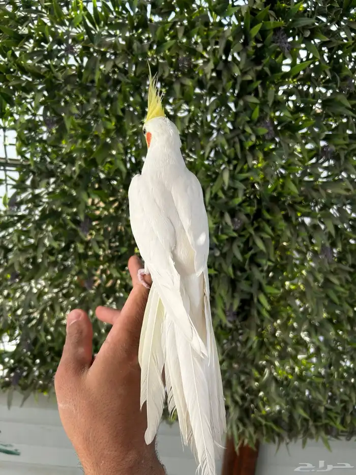 ذكر كروان لاتينو اليف و بدايه كلام عنده تبويس 3