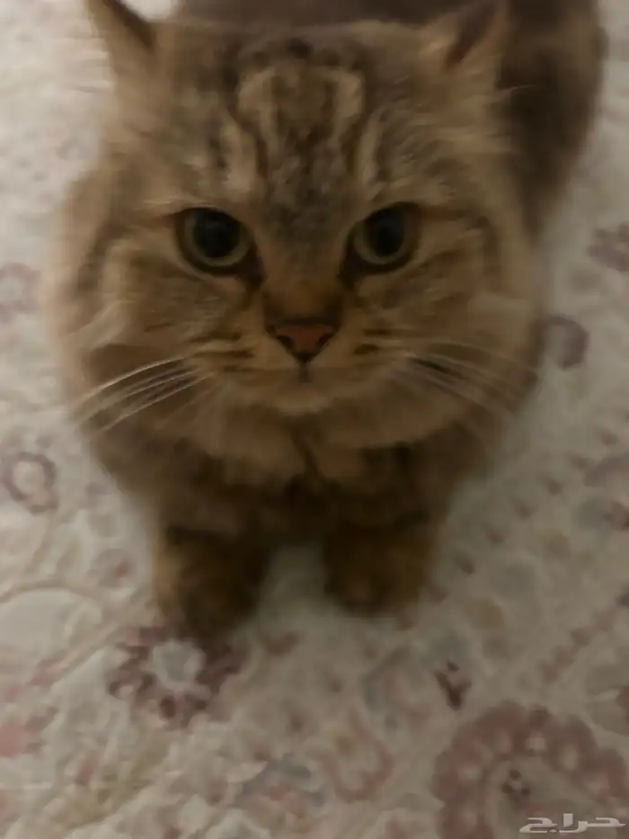 قطة ضائعة حي النعيم 1