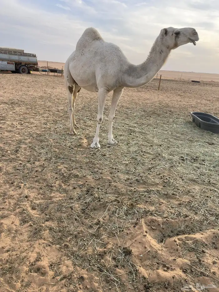 ضروبه وضحاء 4