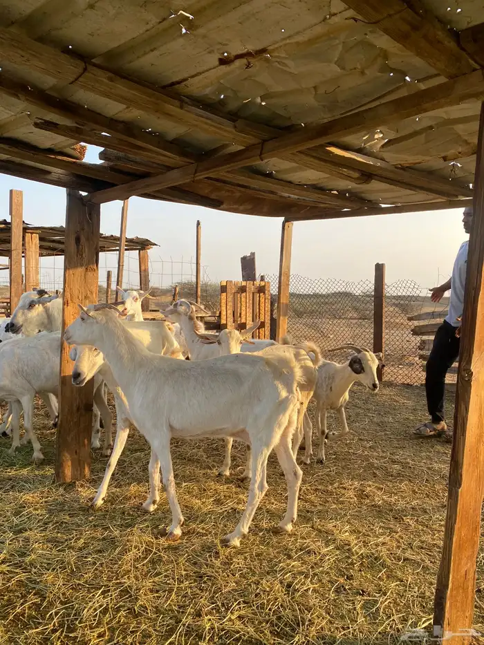 للبيع معزا بيشيات بالفحل دفيع ومضاريع 16