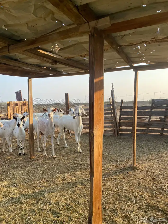 للبيع معزا بيشيات بالفحل دفيع ومضاريع 14