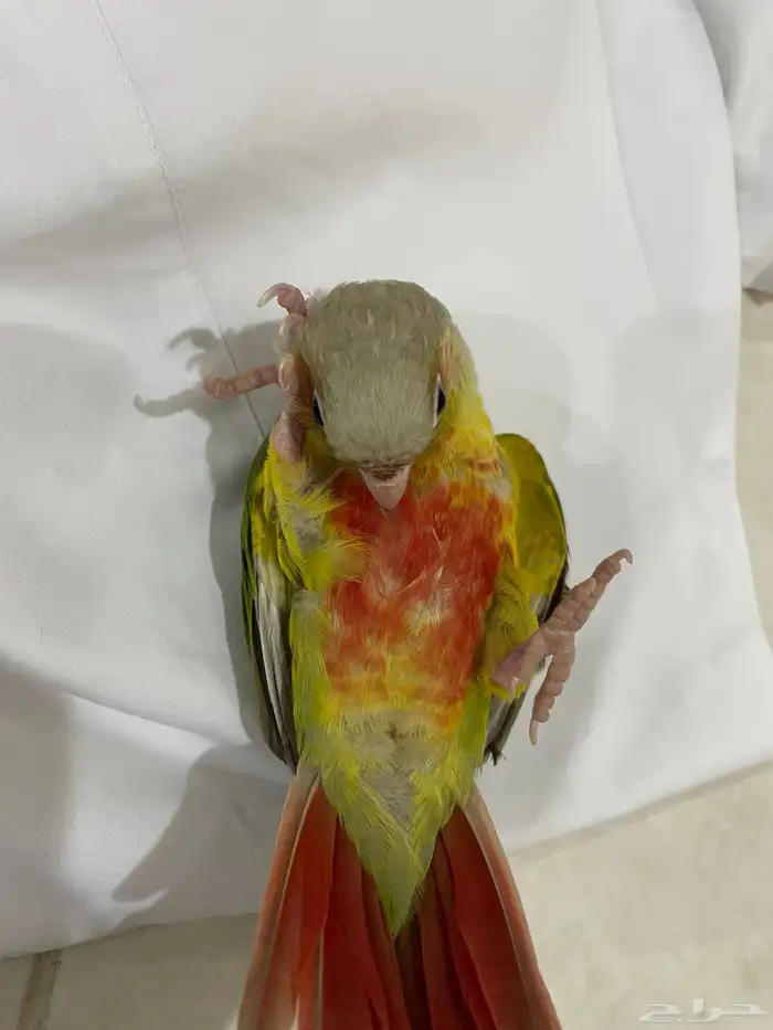 فرخ كنيور اناناس (تم البيع). 8