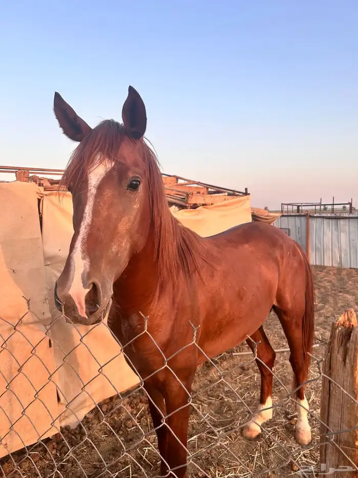 حصان ورق خط سرعه 1