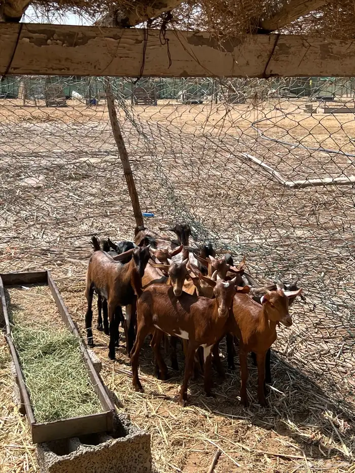 تيوس بلدي حمر فاخر 3