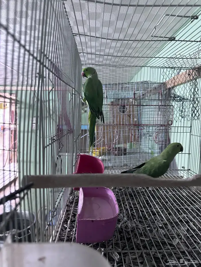 زوج طيور دره 0