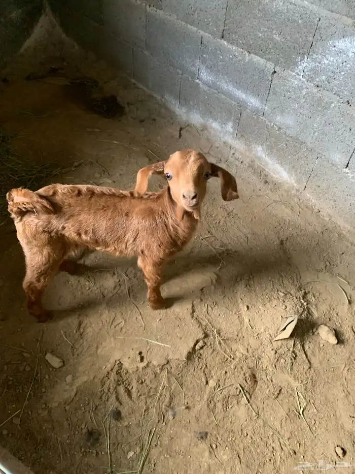 معزا ولد وقرايب 0