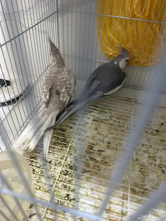 كروان جوز جاهز للبيض والإنتاج على السوم بصحه جيدا جدا 4