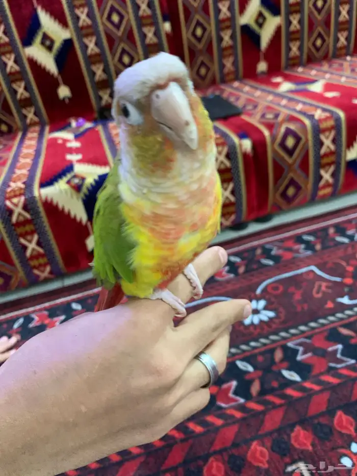 كنيور اليف وهدد 5 شهور 1