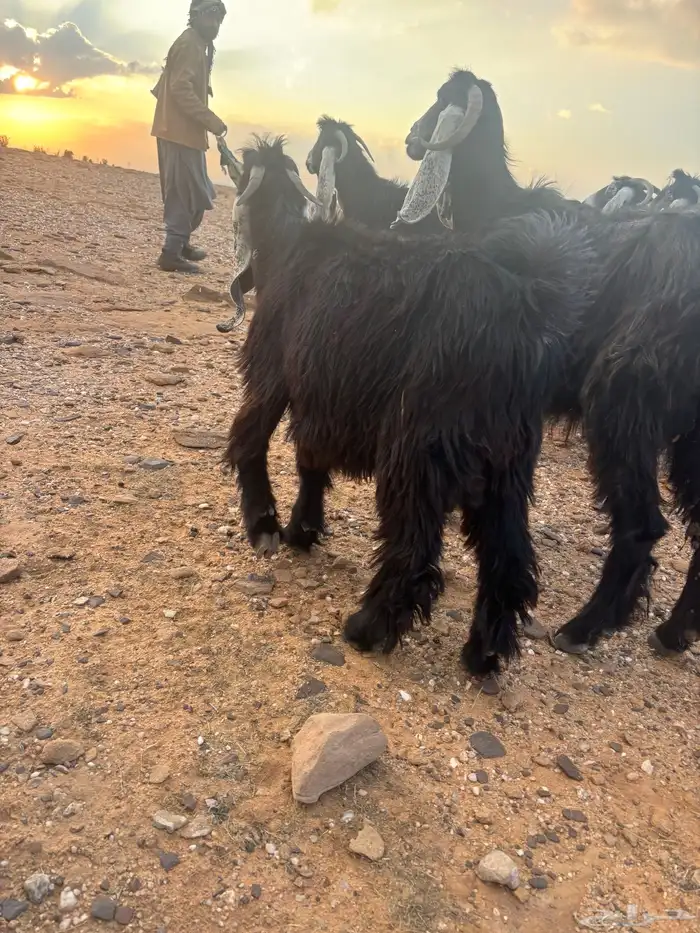 تيوس للبيع 6