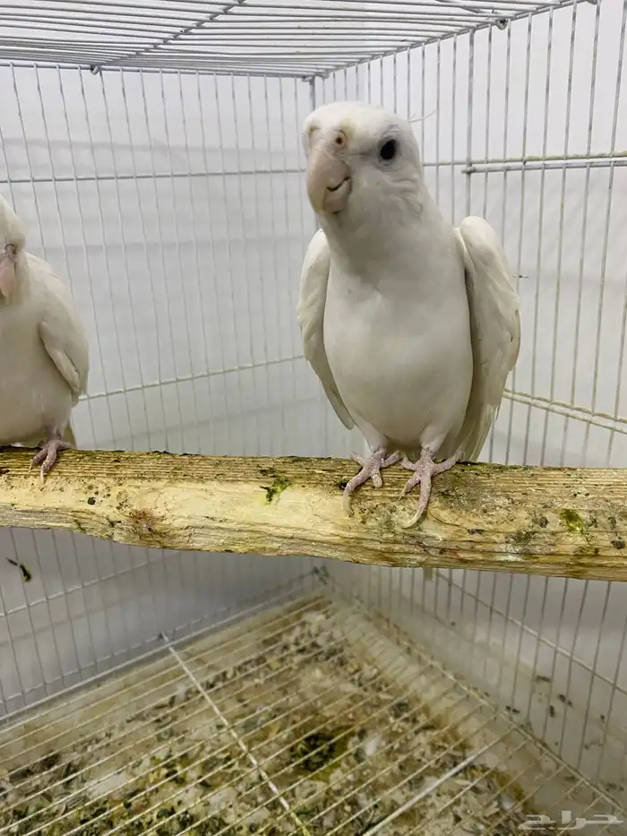 جوز كروان البينو 0