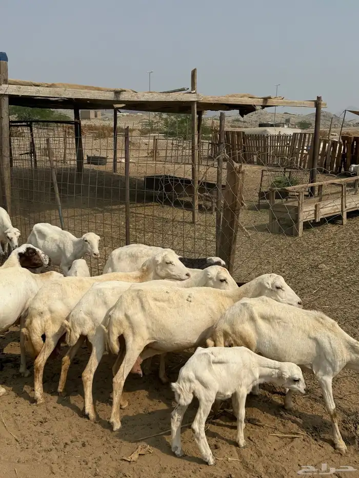 غنم رفيدي 6