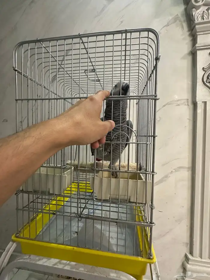 فرخ كاسكو جرئ متكلم على اليد ( تم البيع ) 6