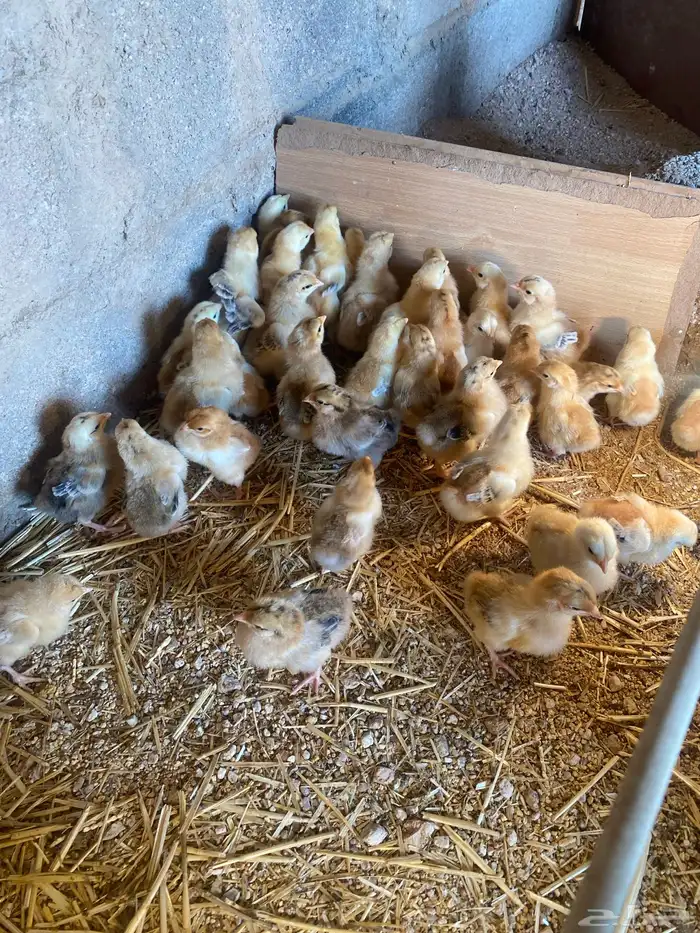 للبيع صوص تركي 6