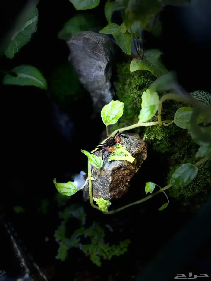 حوض بلوداريوم مع سلطعونات 5