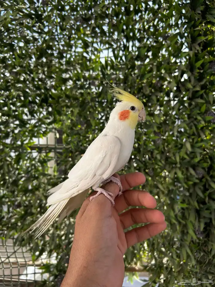 ذكر كروان لاتينو اليف و بدايه كلام عنده تبويس 0