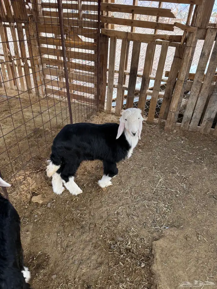 رخال نجد على الحليب والبرسيم والشعير 1