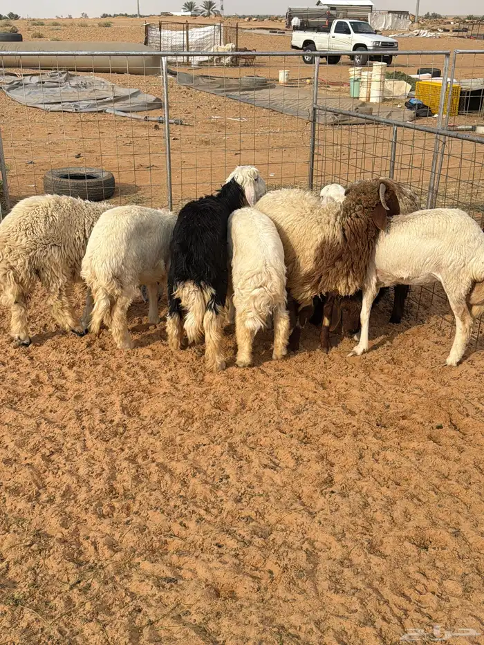 ذبايح للبيع 1