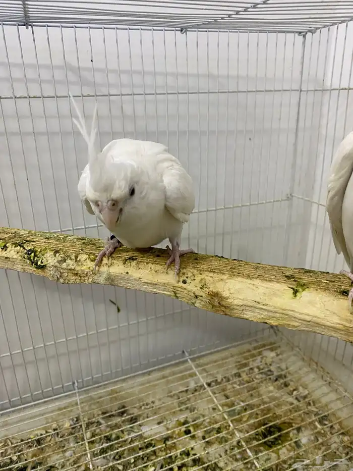 جوز كروان البينو 1