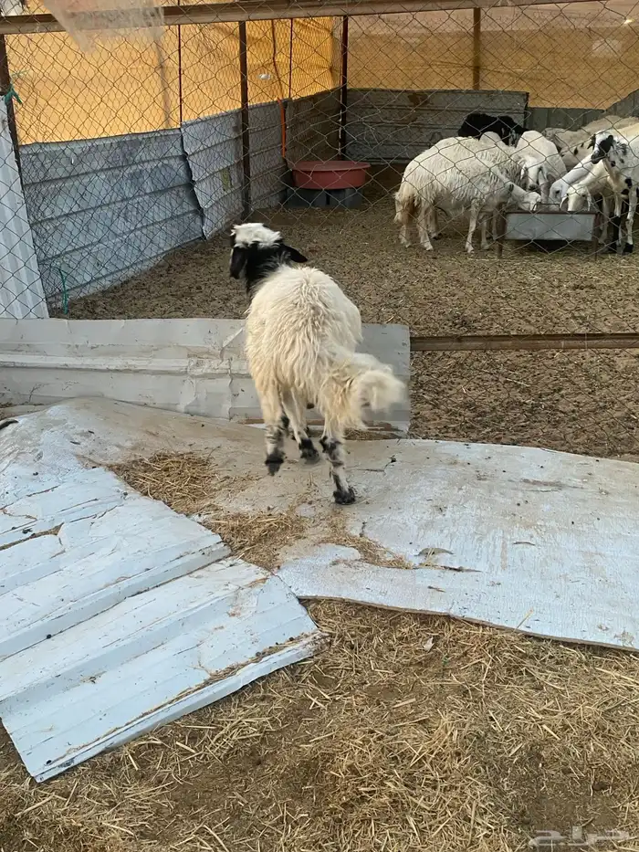 خروف فل الفل 3